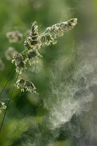 Herboristerie : atelier découverte des plantes médicinales contre les allergies