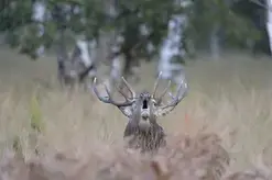 "À l'écoute du brame du cerf"