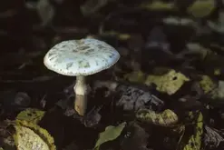 Balade ONF "A la cueillette des champignons"