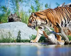 Excursion en car - Rencontre avec la faune sauvage au Zoo de La Flèche