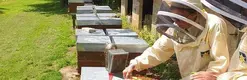 Visite de la miellerie "Rêve d’abeilles"