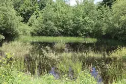 Balade ONF "Mission mare : à la recherche des habitants de l’eau"
