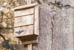 Construction d'abri pour Chauve-Souris