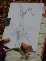 Atelier nature "Dessin forestier"