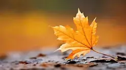 Atelier en famille : arbres et feuilles de l'automne
