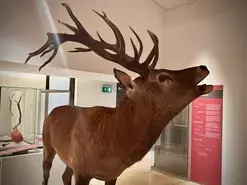 Visite guidée de l'exposition "Les animaux s'emparent du musée"