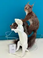 Rendez-vous science : la taxidermie, c'est trippant
