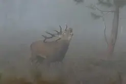 Balade ONF  "À l'écoute du brame du cerf"