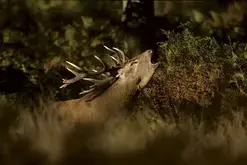 Balade ONF  "À l'écoute du brame du cerf"
