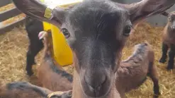 Visite d'un élevage de chèvres à Souvigné-sur-Sarthe - mercredi du terroir
