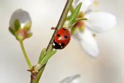 Atelier 5/7 ans "La coccinelle, petite reine des jardins"