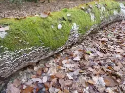 Balade ONF "L'arbre mort, trésor vivant"