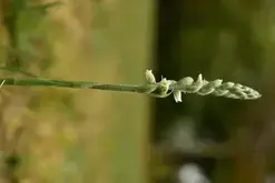 Cycle d'initiation à la botanique