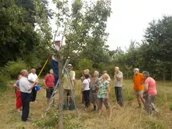 Taille de Formation des Pommiers et Poiriers