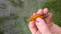 A la recherche du dragon des mares