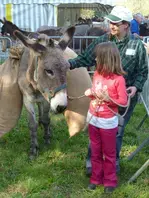 Fête de l'âne et du cheval Percheron