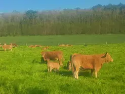 Mercredi du terroir : Visite d'un élevage de porcs et de vaches