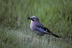Balade famille "Prise de bec en forêt"