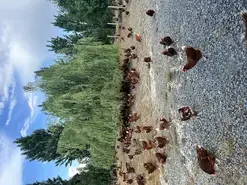 Visite d'un élevage de poulets de Loué "La Detterie" - mercredi du terroir