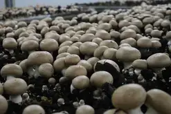 Mercredi du terroir : Visite de l'exploitation "Les Champignons de la Sarthe"