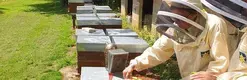 Rêve d'abeilles