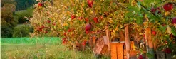 Pommes de Reinettes ou pommes Golden …