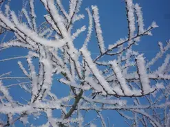 L'Obole de Caquisse - Installation sonore
