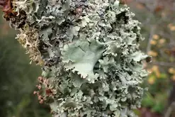 Les lichens et la santé