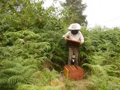 Les ateliers apiculture : ma première ouverture de ruche !
