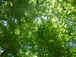 Balade ONF "Arbres, apprenez à les reconnaître"