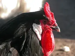 PAT : Visite des Volailles Loyer