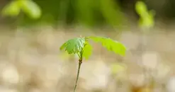 Balade ONF "Préparer la forêt de demain"