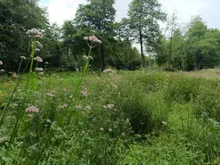 La flore des zones humides