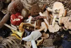 Balade ONF "À la cueillette des champignons"