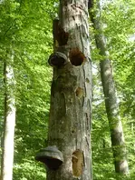 Balade ONF "A l'affût des trous et cavités"