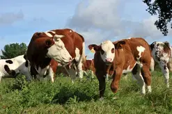 62ème Concours d'animaux de viande