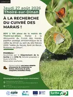 À la recherche du cuivré des Marais !