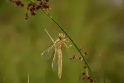 Fête de la nature : découverte de l’aérodrome