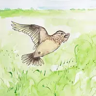 Le chant des oiseaux : ce qu’ils se disent vraiment