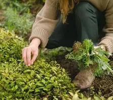 Balade Plantes comestibles