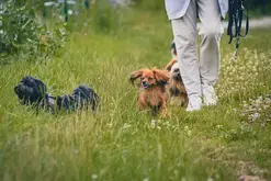 Cani rando en partenariat avec "Sled dog ride"
