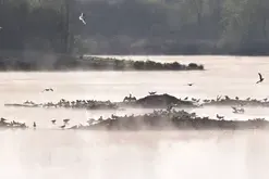 Découverte des oiseaux d'eau