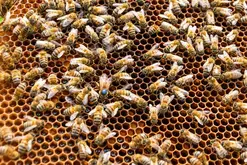 Visite de l'exploitation Le Miel d'Arnaud - jeudi du savoir-faire