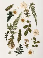 Atelier impression végétale