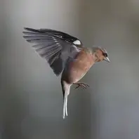 Conférence & exposition : La migration des oiseaux, un voyage périlleux