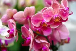 Sortie Orchidées