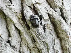 Balade nature "Sur les traces du pique-prune" Par Anthony Belleteste