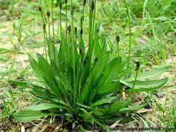 Sortie Botanique