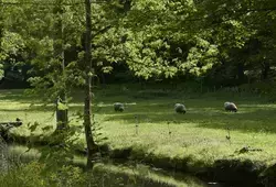 Jardins, ruches et verger conservatoire à l'Épau