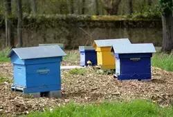 Jardins, ruches et verger conservatoire à l'Épau